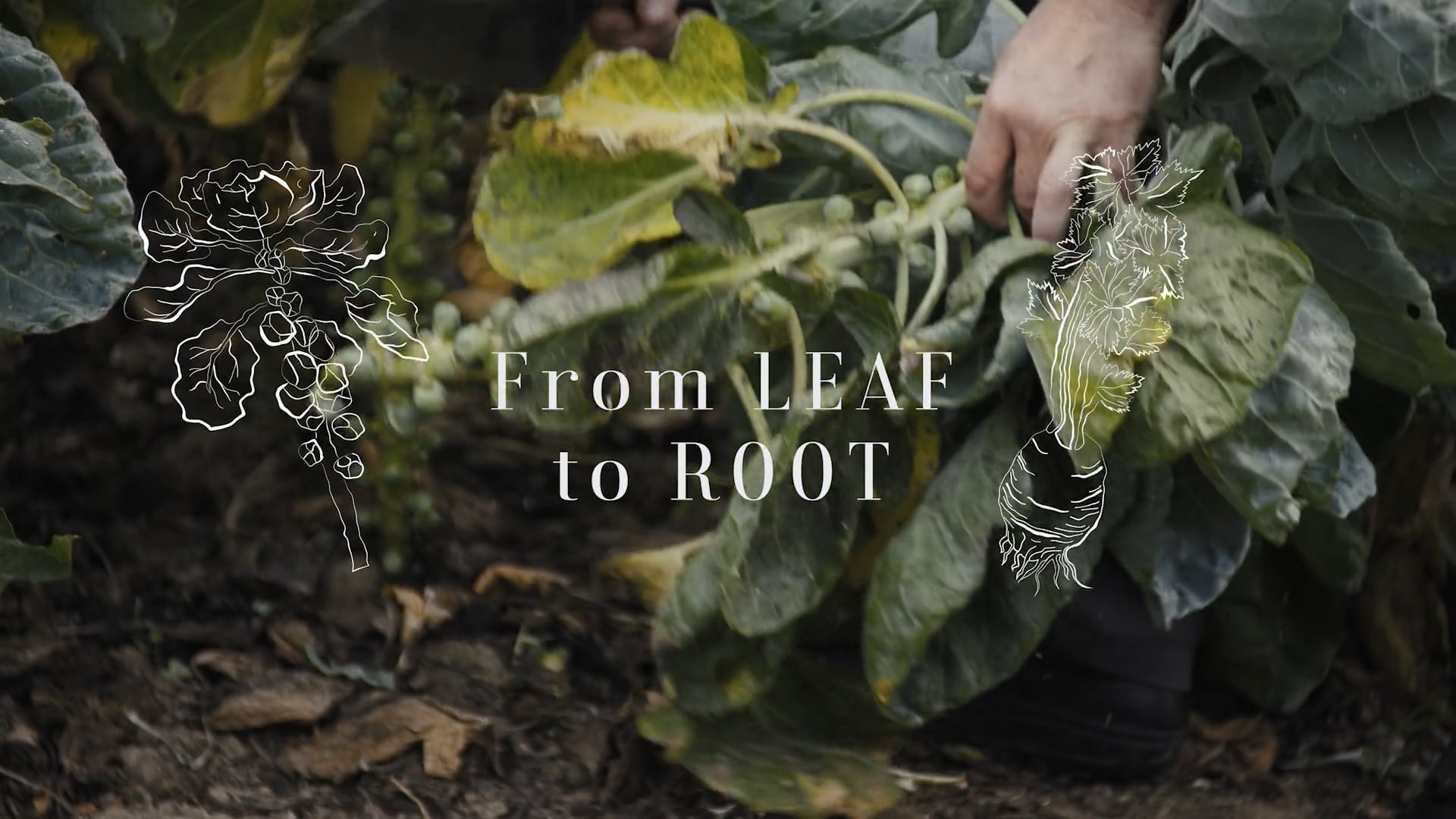 Leaf to Root-Trend